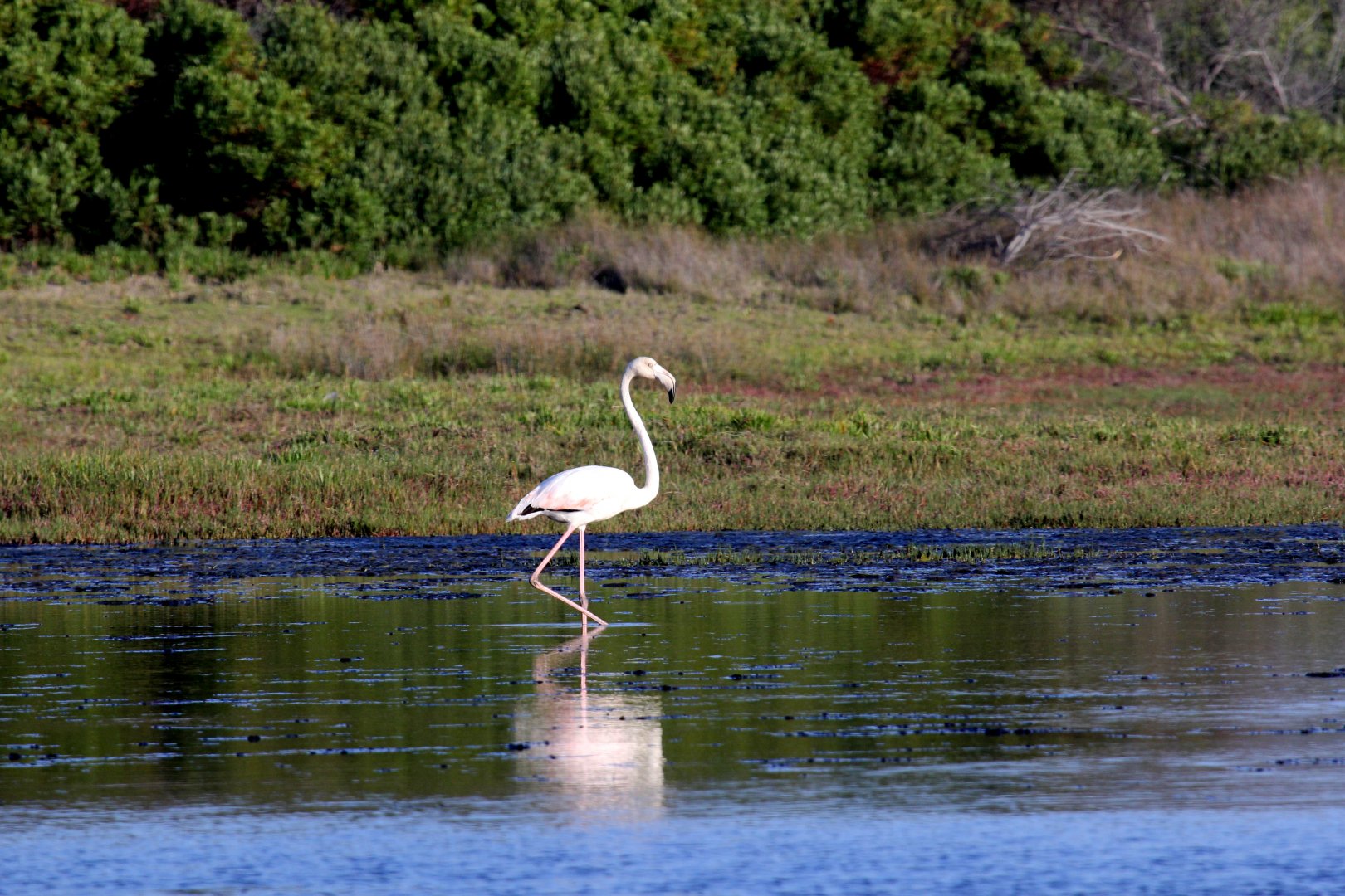 greater flamingo (Phoenicopterus roseus)