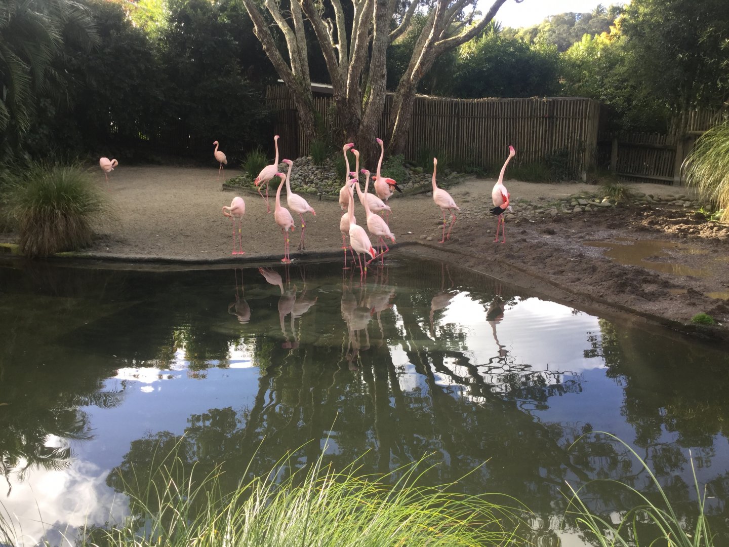 Greater flamingo (Phoenicopterus roseus)