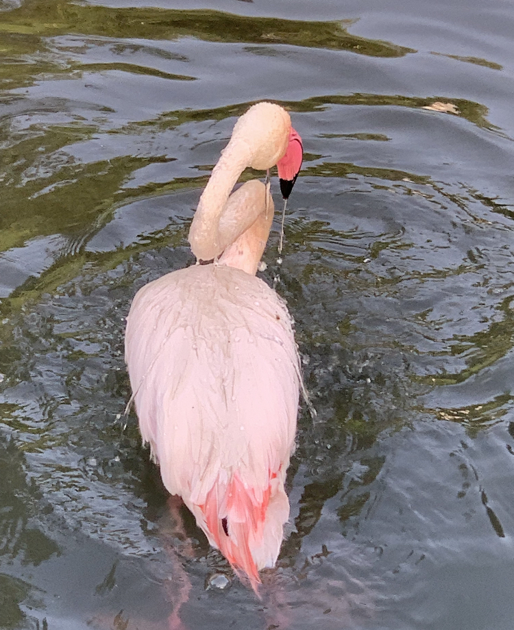 Greater flamingo (Phoenicopterus roseus)