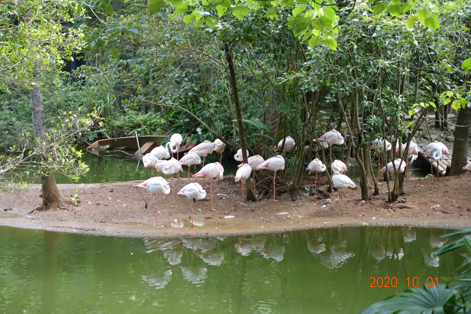 Greater Flamingo (Phoenicopterus roseus)