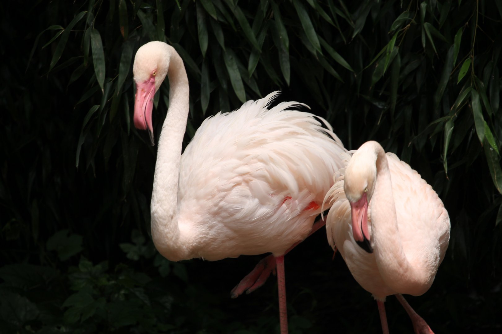 Greater flamingo (Phoenicopterus roseus)