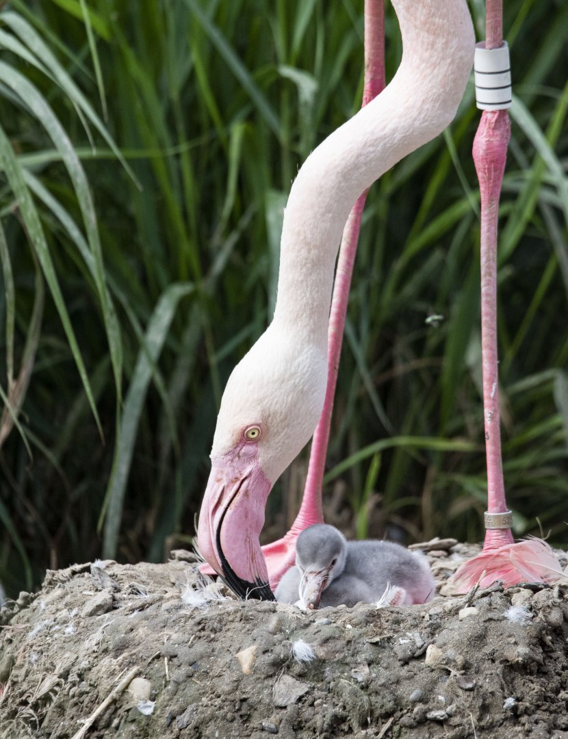 Greater flamingo (Phoenicopterus roseus)