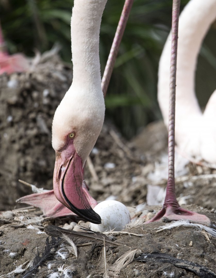 Greater flamingo (Phoenicopterus roseus)
