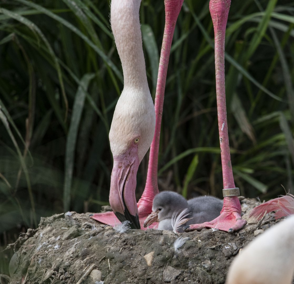 Greater flamingo (Phoenicopterus roseus)