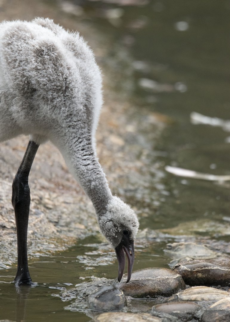 Greater flamingo (Phoenicopterus roseus)