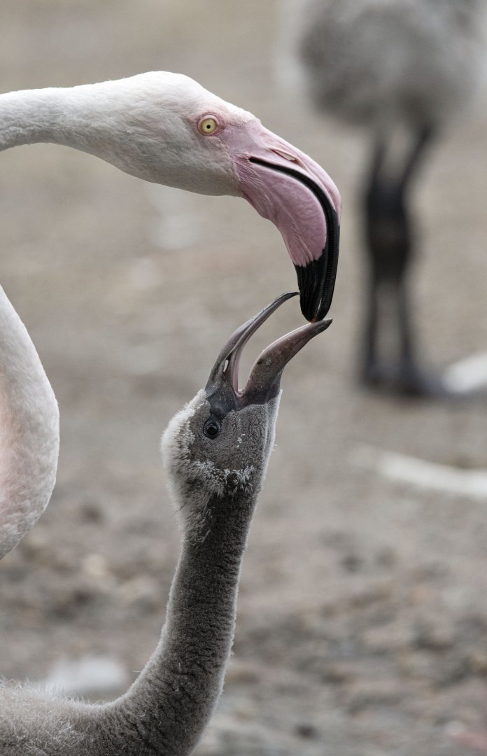 Greater flamingo (Phoenicopterus roseus)