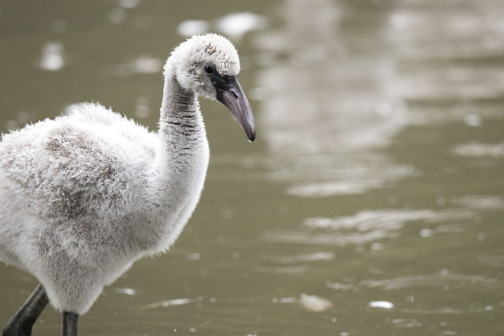 Greater flamingo (Phoenicopterus roseus)
