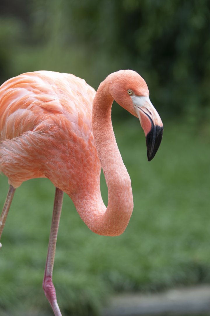 Greater flamingo (Phoenicopterus roseus)