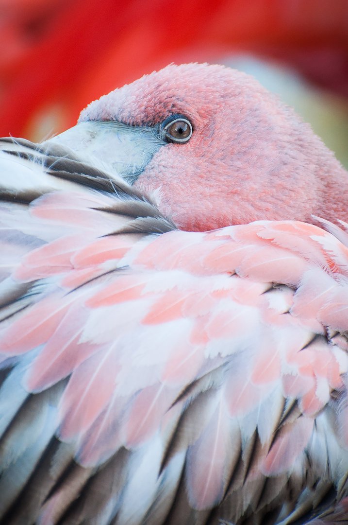 Greater flamingo (Phoenicopterus roseus)
