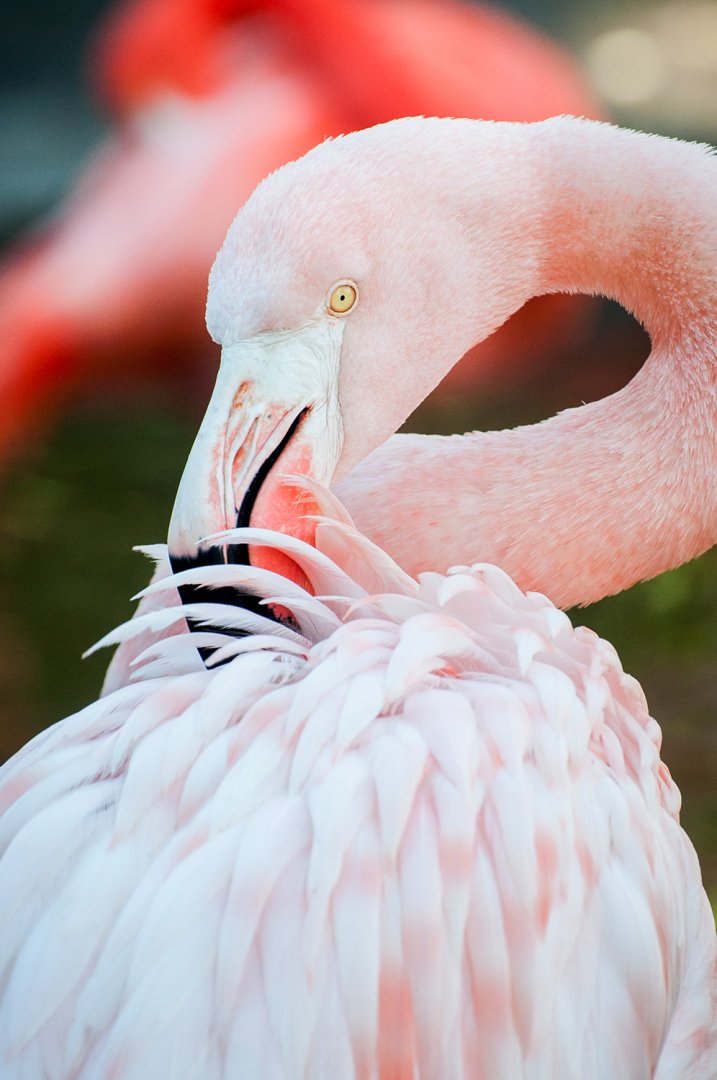 Greater flamingo (Phoenicopterus roseus)