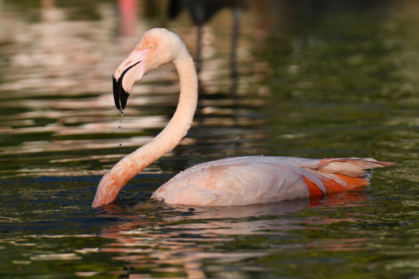 Greater flamingo (Phoenicopterus roseus)