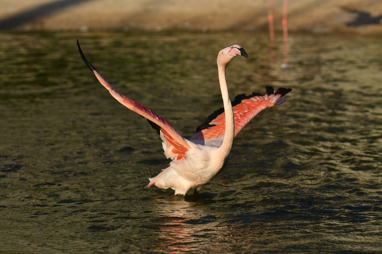 Greater flamingo (Phoenicopterus roseus)