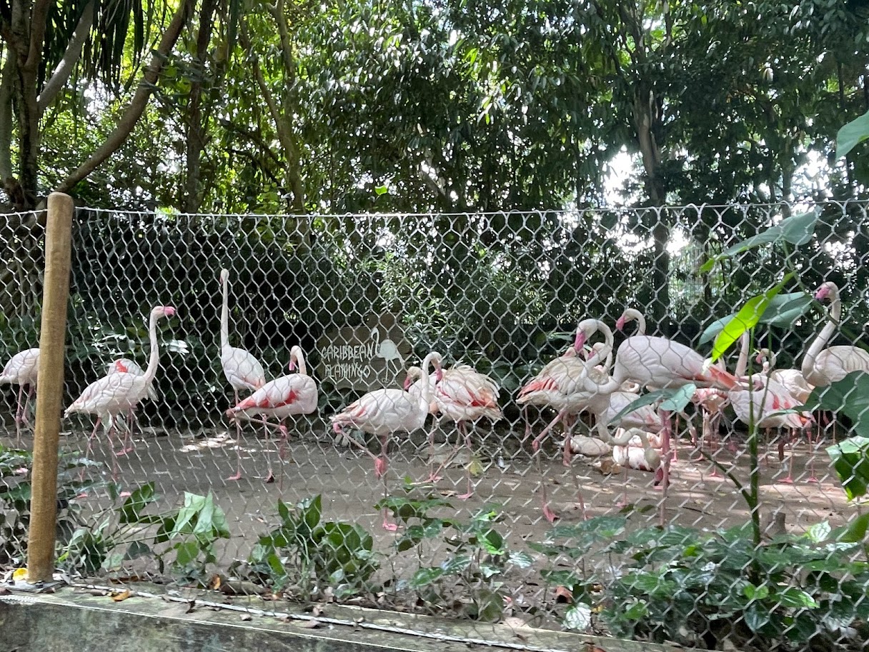 Greater flamingo (Phoenicopterus roseus)