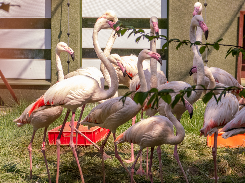 Greater flamingo (Phoenicopterus roseus)