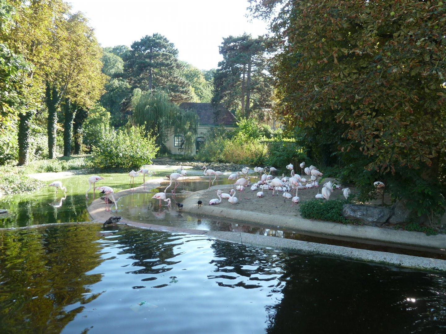 Greater flamingo (Phoenicopterus roseus)