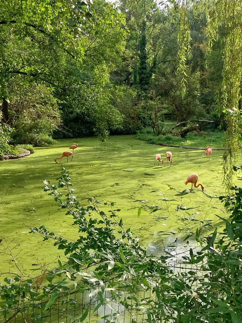 Greater flamingo (Phoenicopterus roseus)