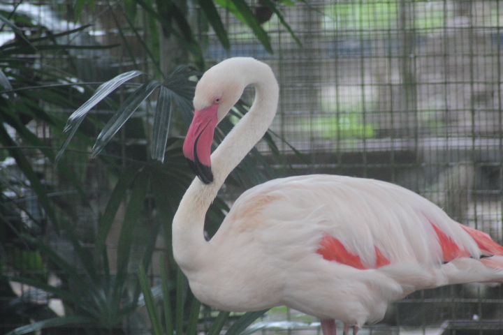 Greater flamingo (Phoenicopterus roseus)