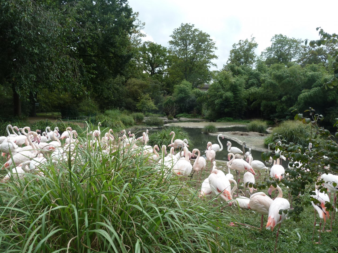 Greater flamingo (Phoenicopterus roseus)