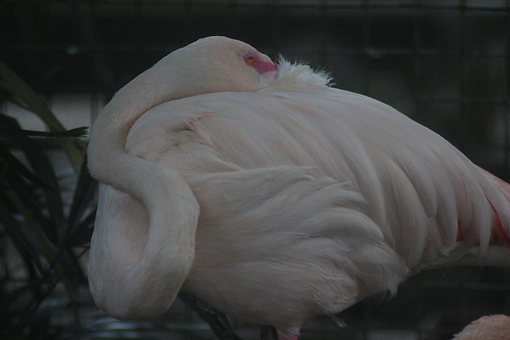 Greater flamingo (Phoenicopterus roseus)