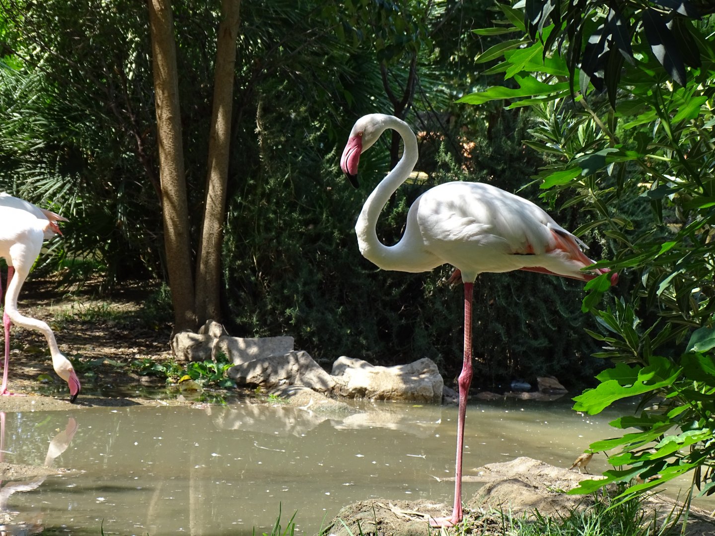 Greater flamingo (Phoenicopterus roseus)
