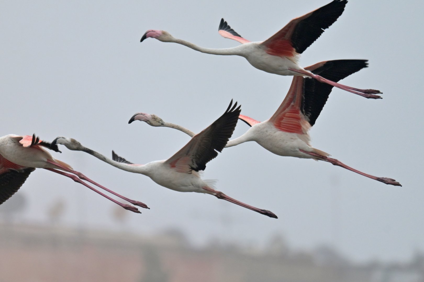 greater flamingo (Phoenicopterus roseus)