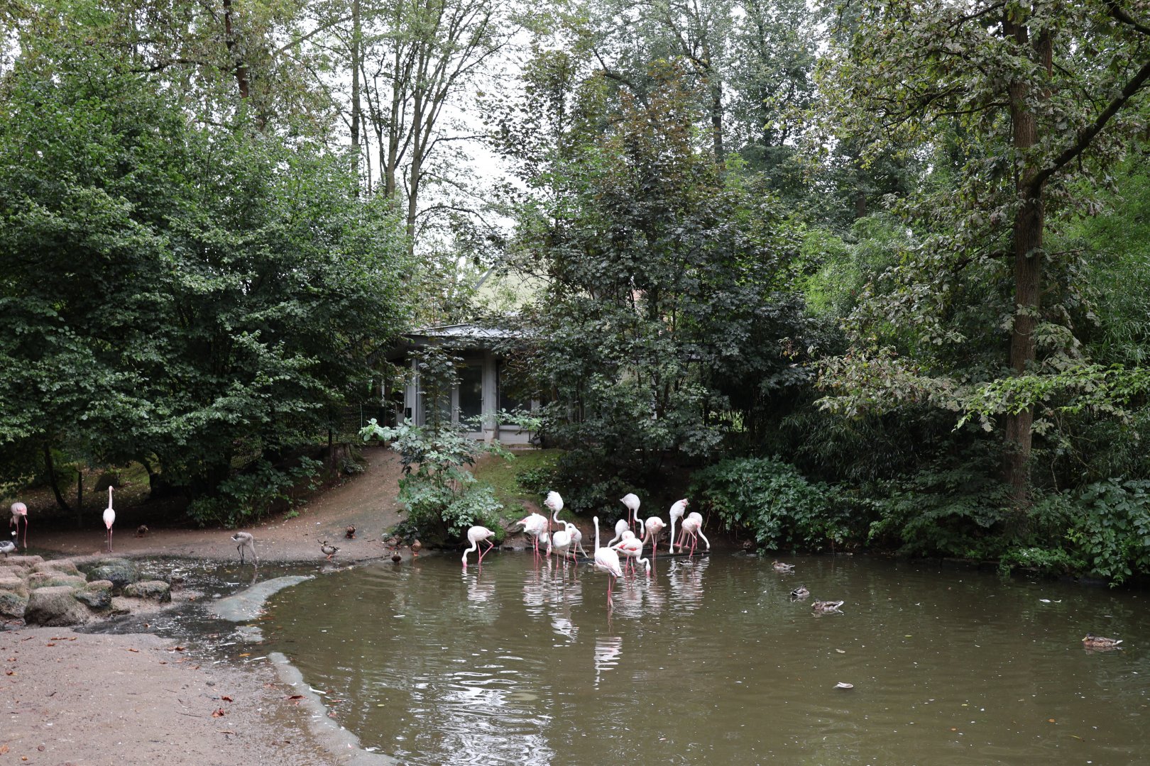 Greater Flamingo (Phoenicopterus roseus)