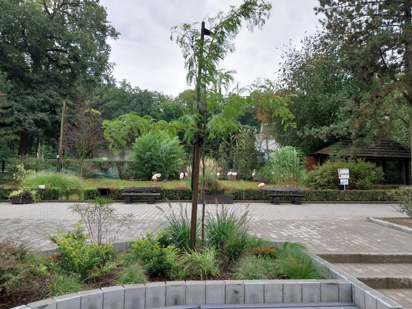 Greater Flamingo (Phoenicopterus roseus)