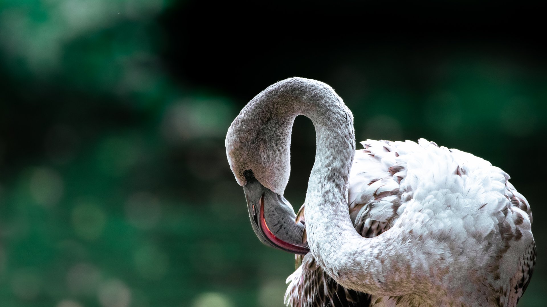 Greater flamingo (Phoenicopterus roseus)