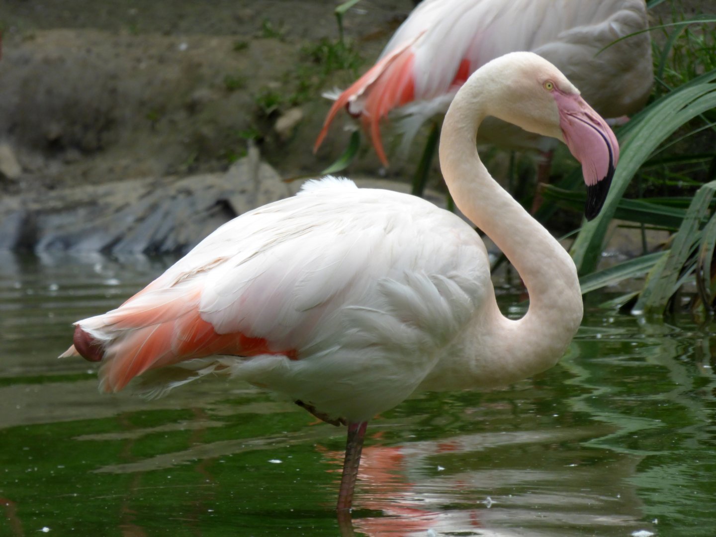 Greater flamingo (Phoenicopterus roseus)