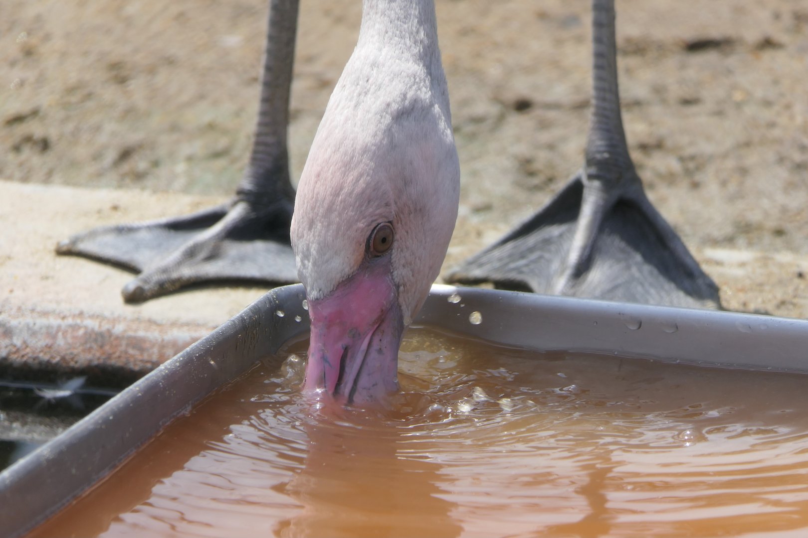 Greater Flamingo (Phoenicopterus roseus)