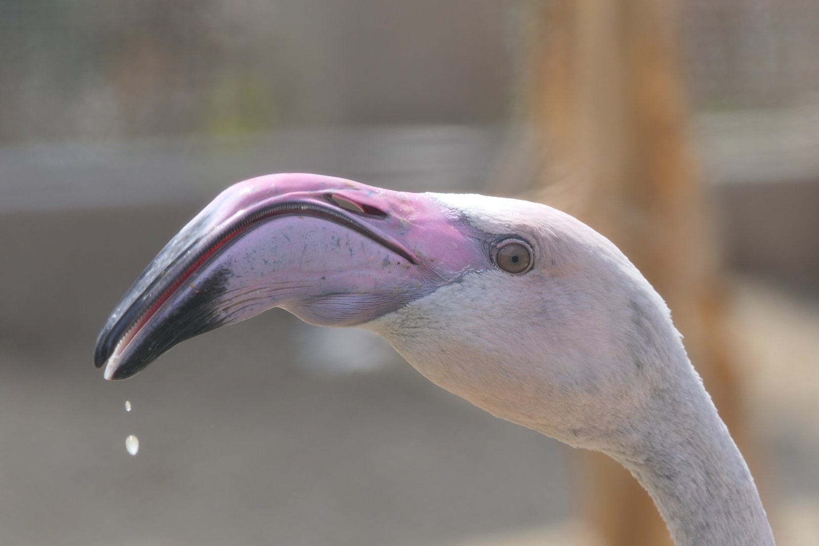 Greater Flamingo (Phoenicopterus roseus)