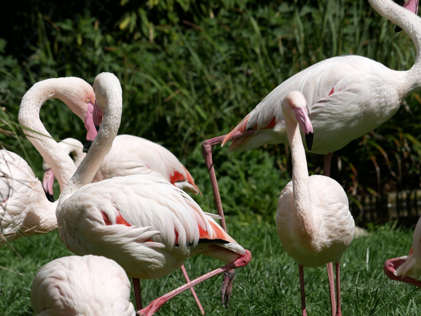 Greater flamingo (Phoenicopterus roseus)