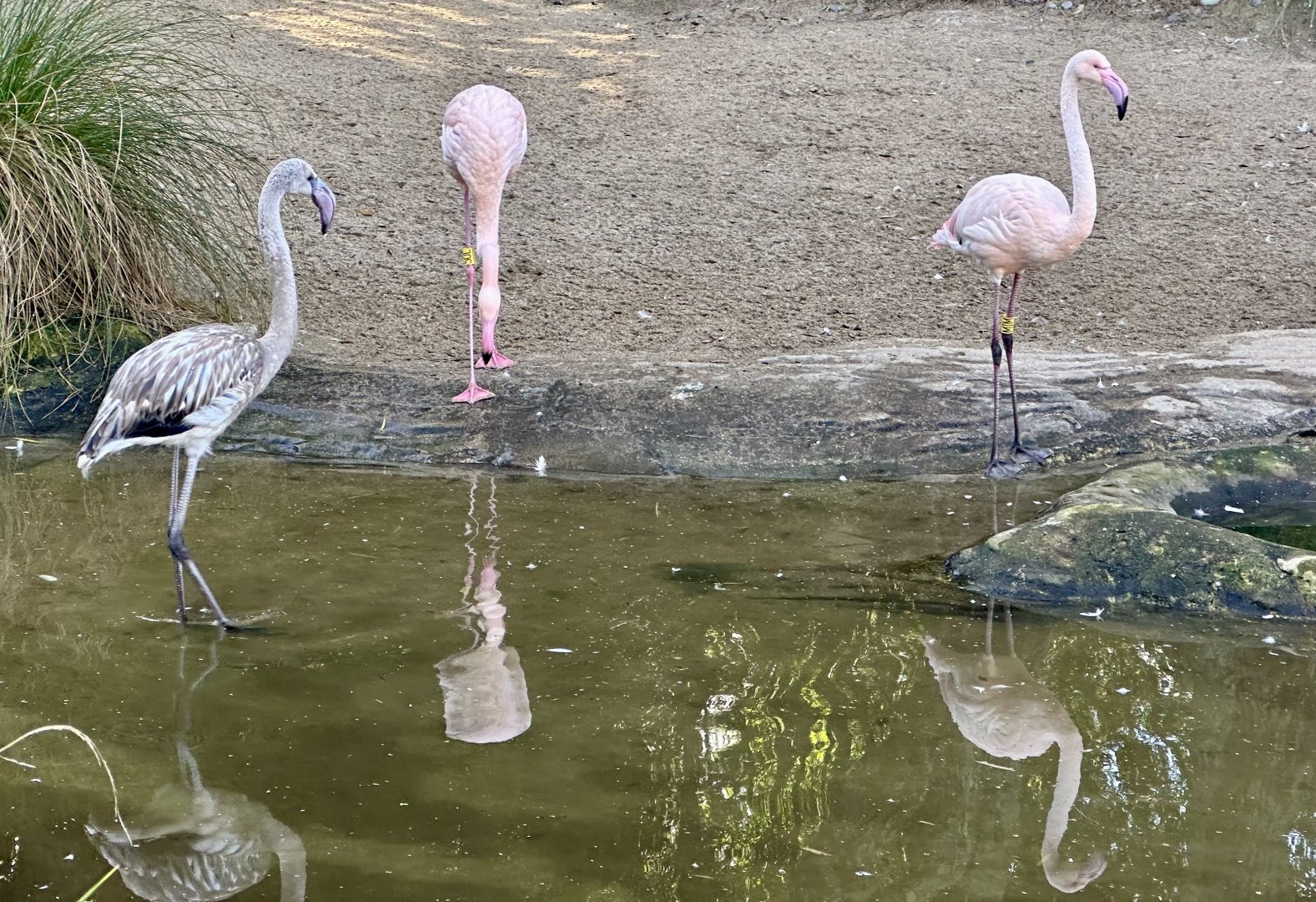 Greater flamingo (Phoenicopterus roseus)