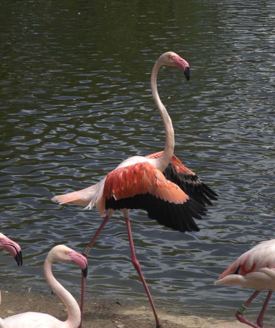 Greater Flamingo (Phoenicopterus roseus)