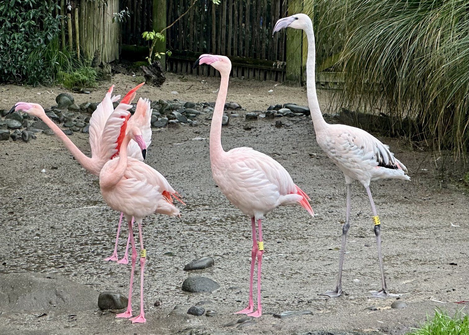 Greater flamingo (Phoenicopterus roseus)