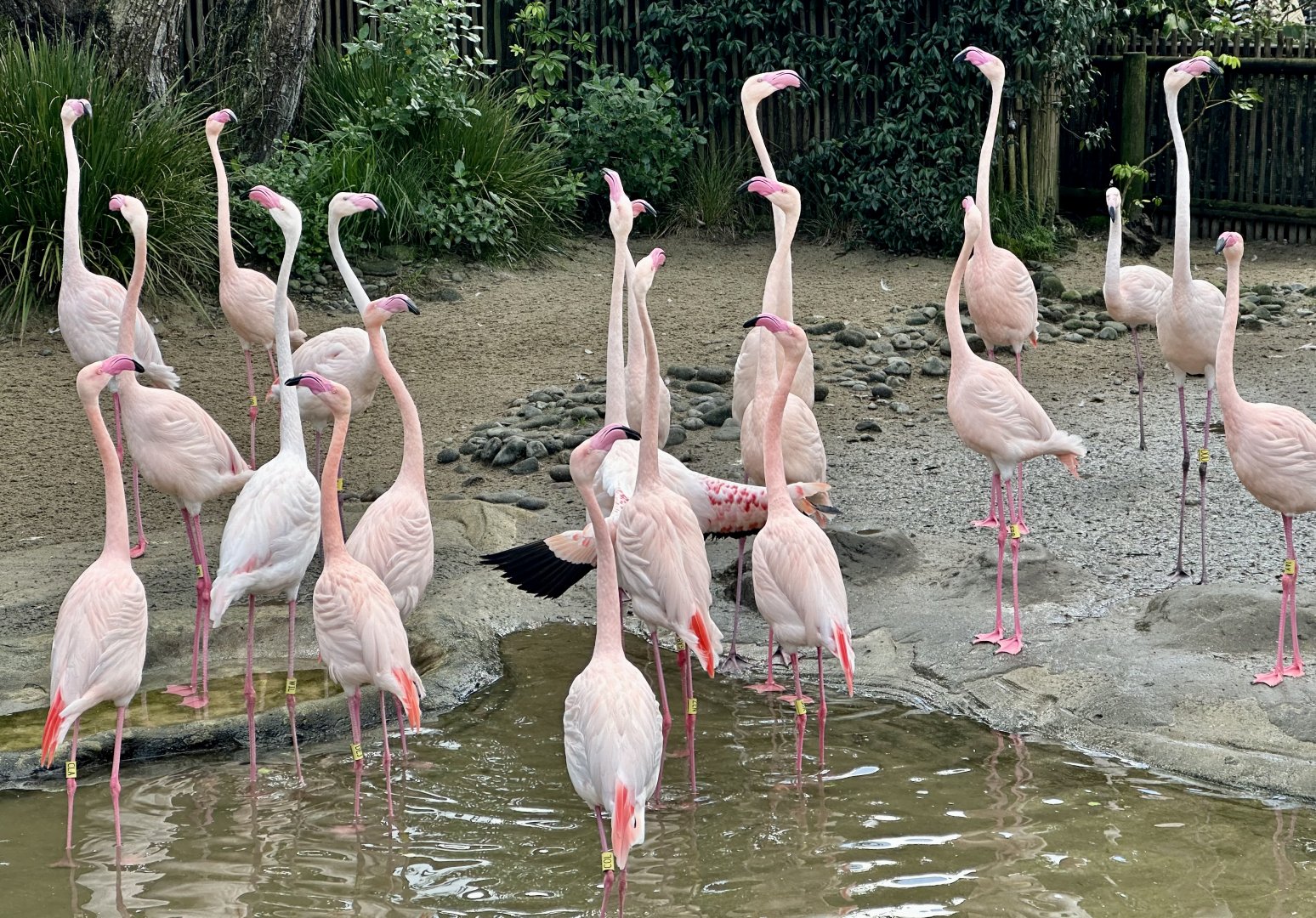 Greater flamingo (Phoenicopterus roseus)