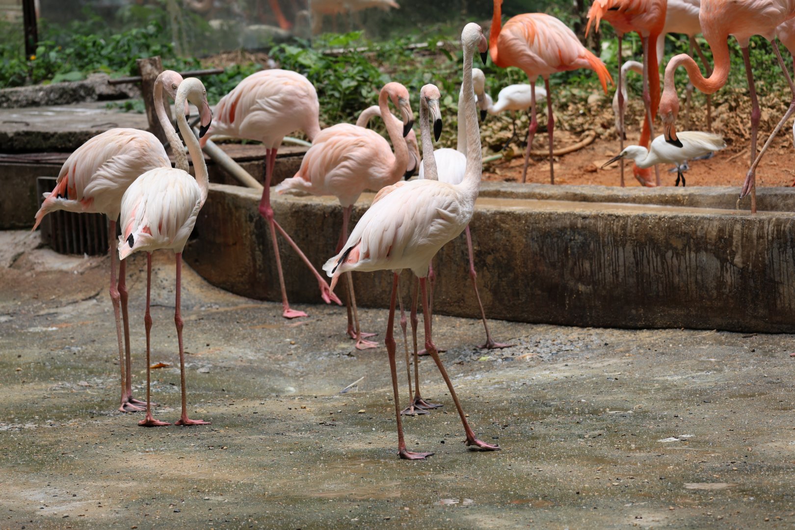 Greater flamingo (Phoenicopterus roseus)