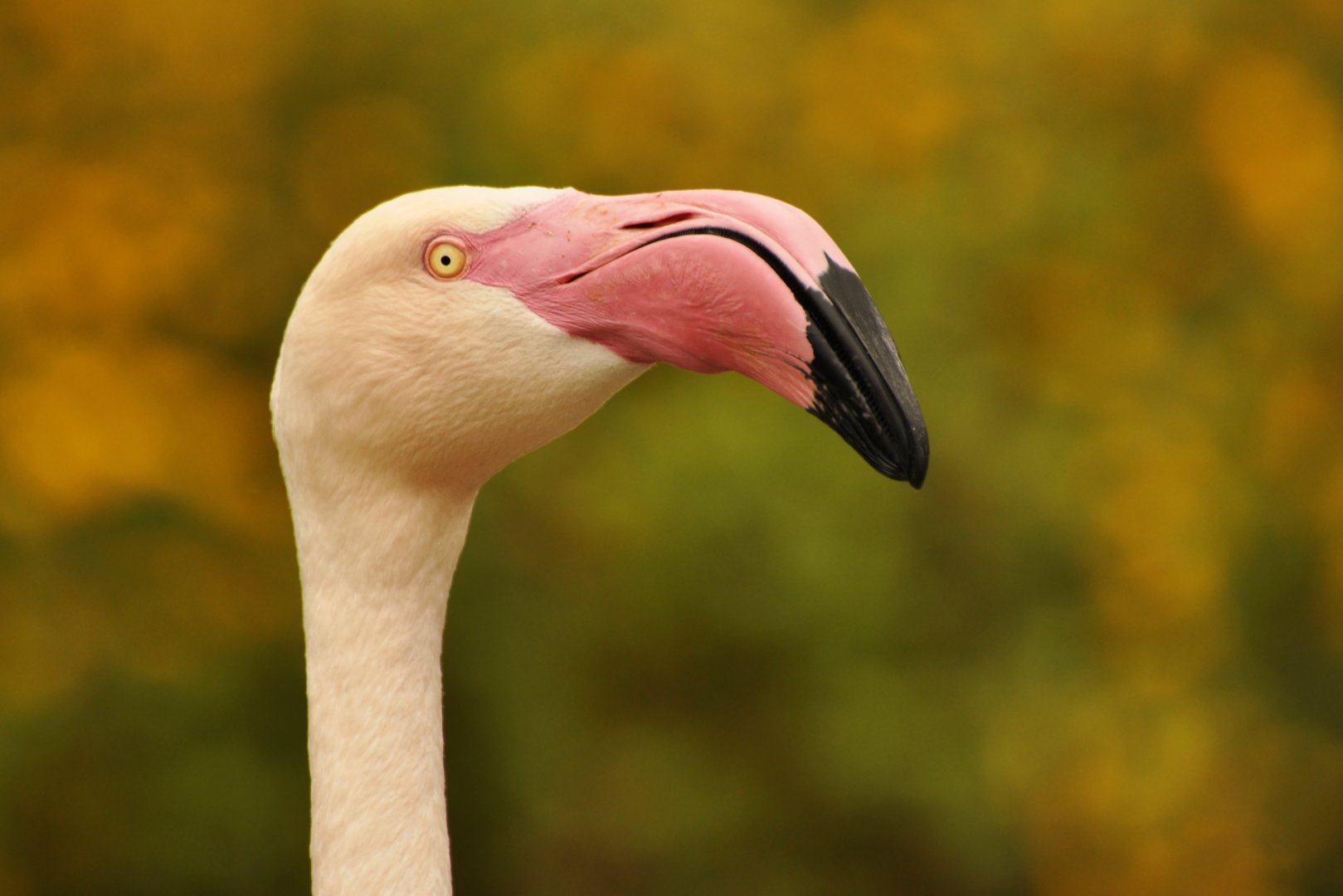 Greater flamingo Phoenicopterus roseus
