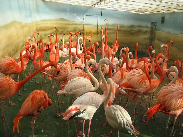 Greater Flamingo [Phoenicopterus ruber antiquorum] & Caribbean Flamingo
