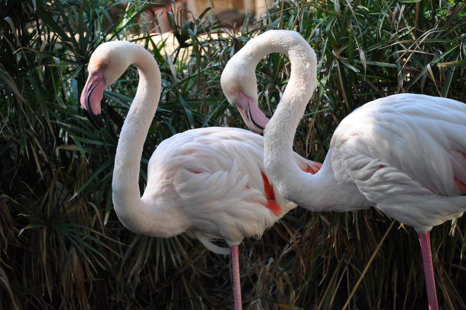 Greater flamingo/ Phoenicopterus ruber roseus