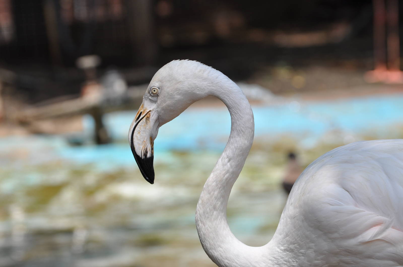 Greater flamingo/ Phoenicopterus ruber roseus