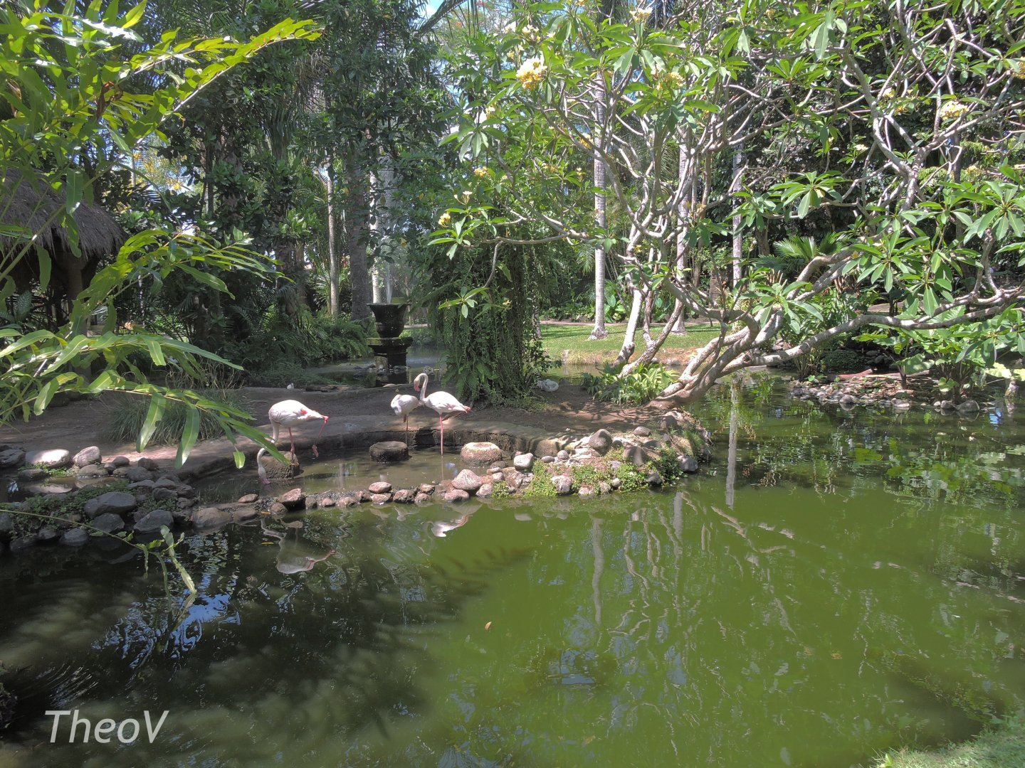 Greater flamingo pond [2016]