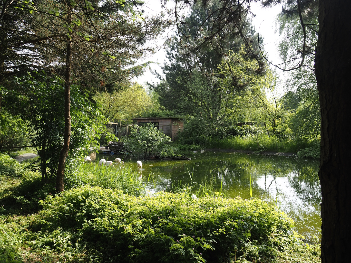 Greater flamingo pond, 2024-05-11
