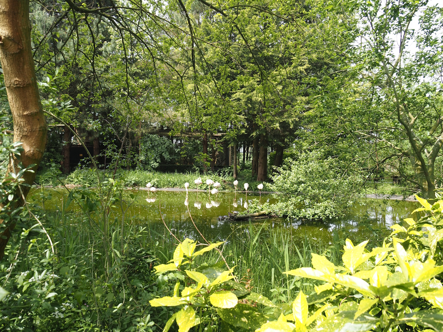 Greater flamingo pond, 2024-05-11