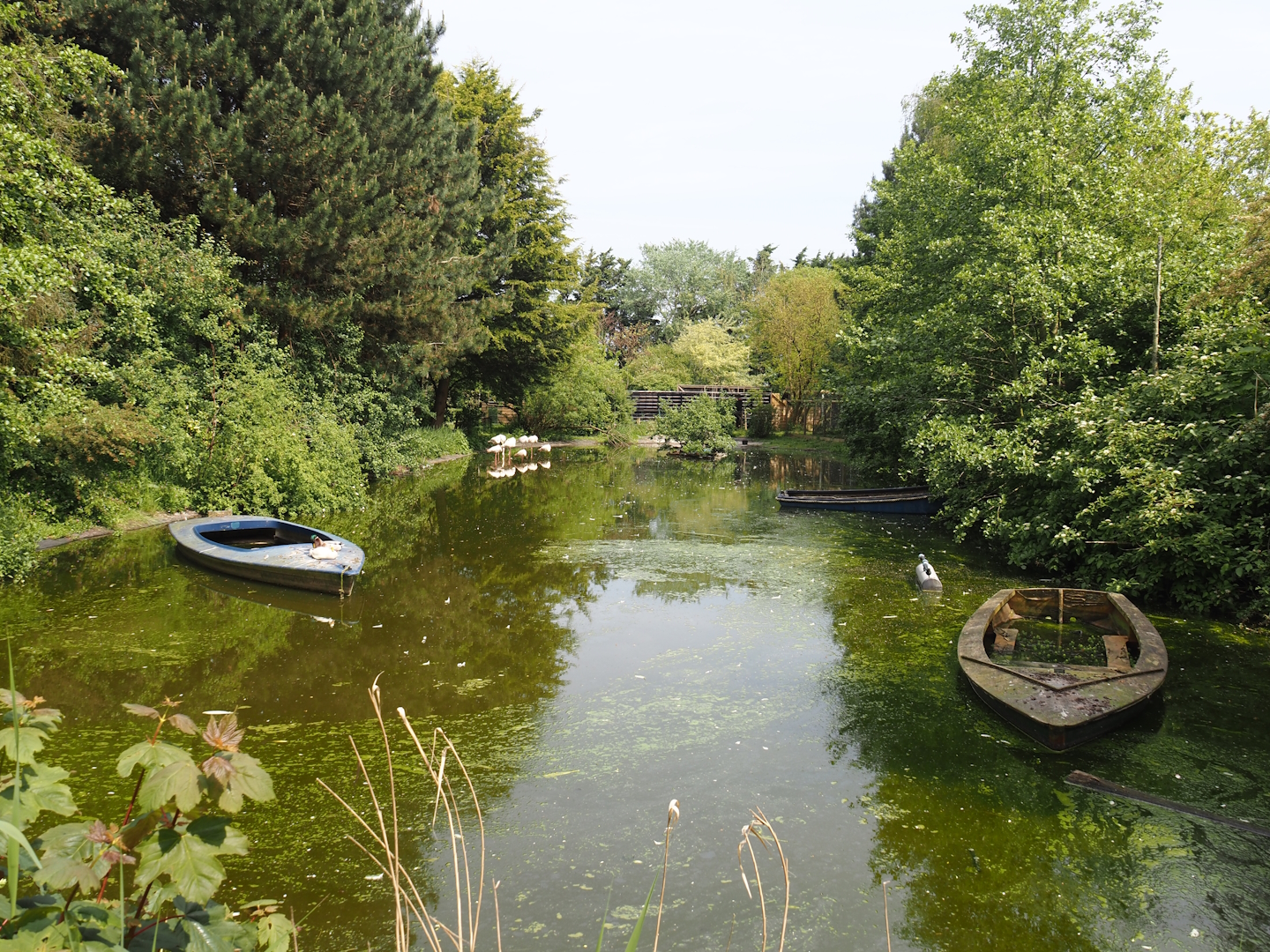 Greater flamingo pond, 2024-05-11