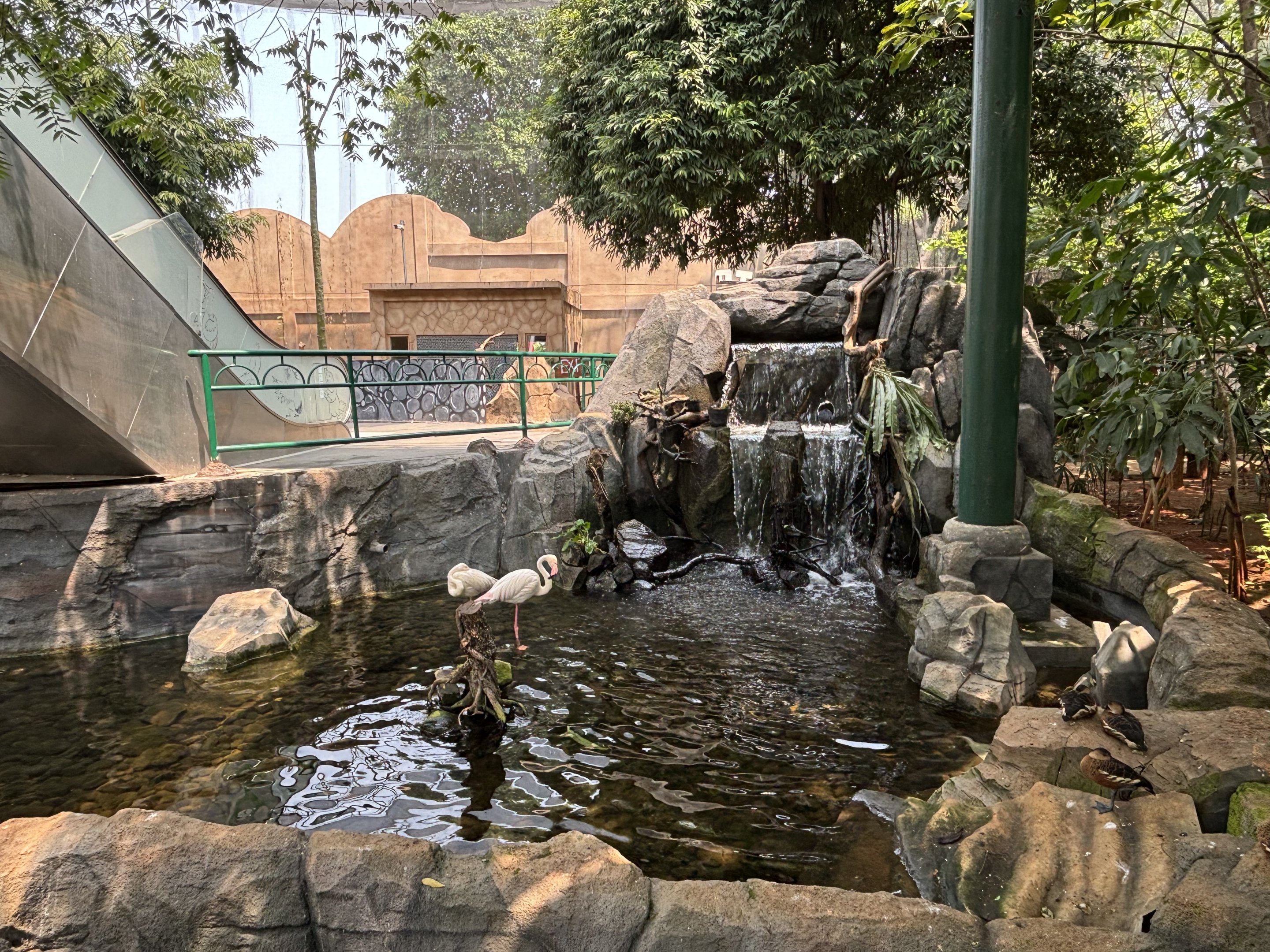 Greater Flamingo Pond - Jakarta Bird Land