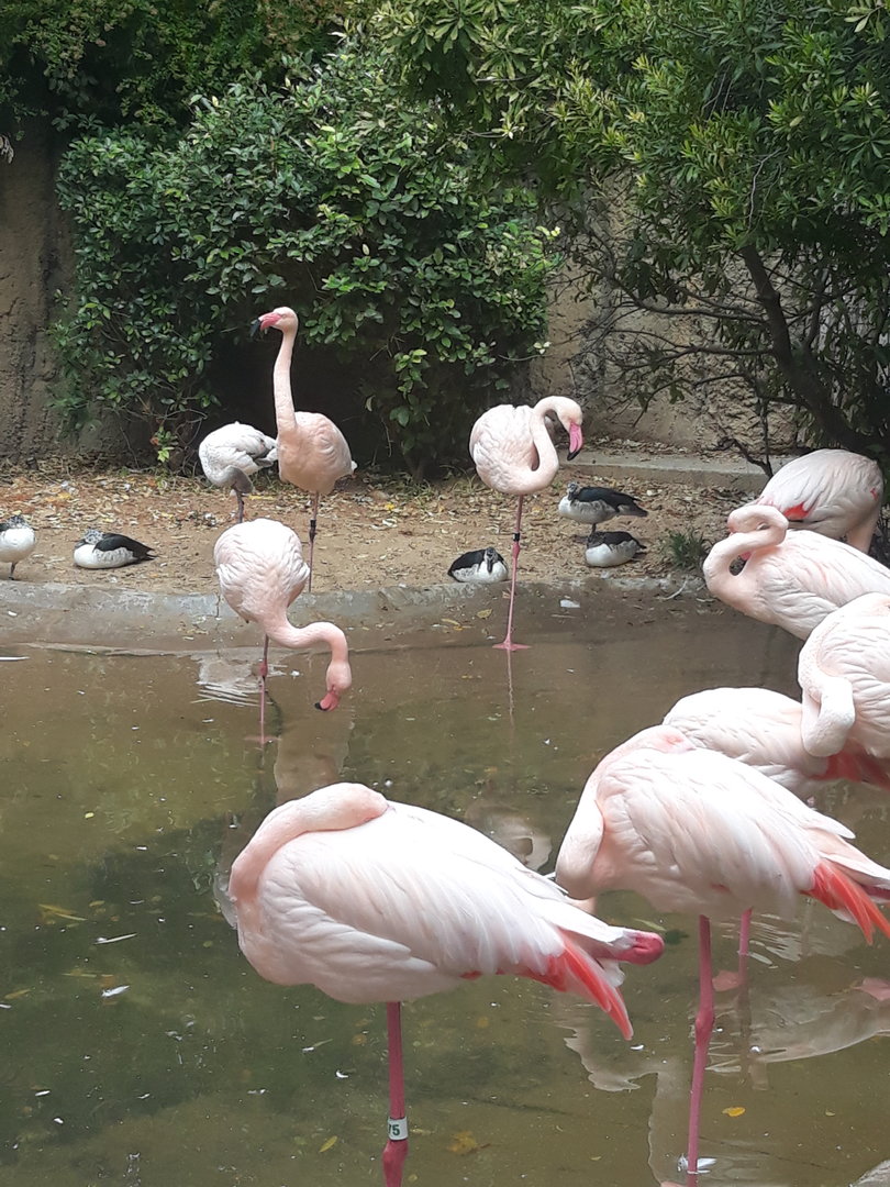 Greater flamingo pond