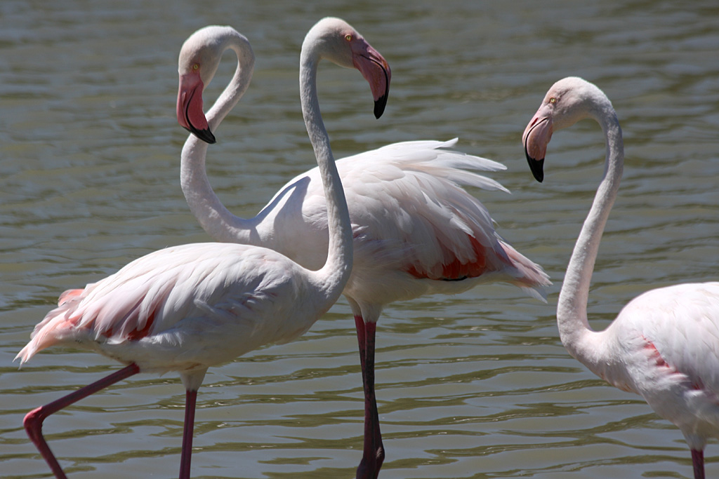 Greater Flamingo, Pont de Gau, 01/08/2011