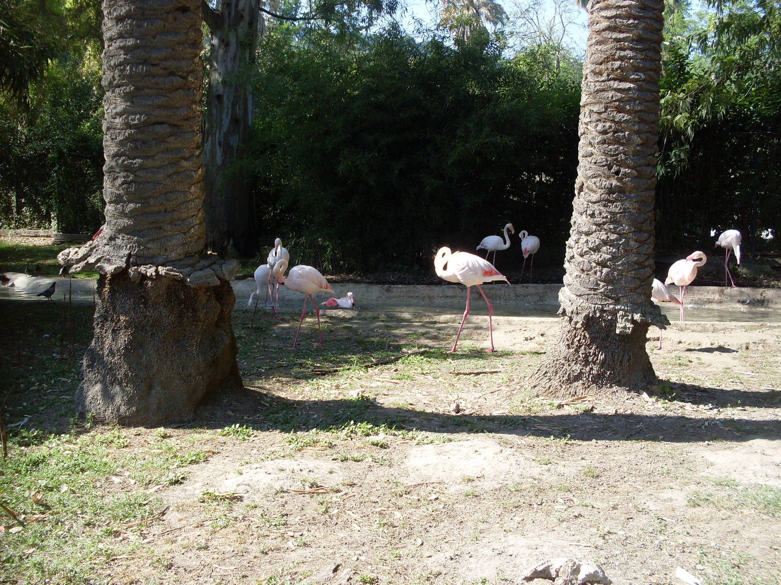 Greater Flamingo pool Zoo di Napoli 2012
