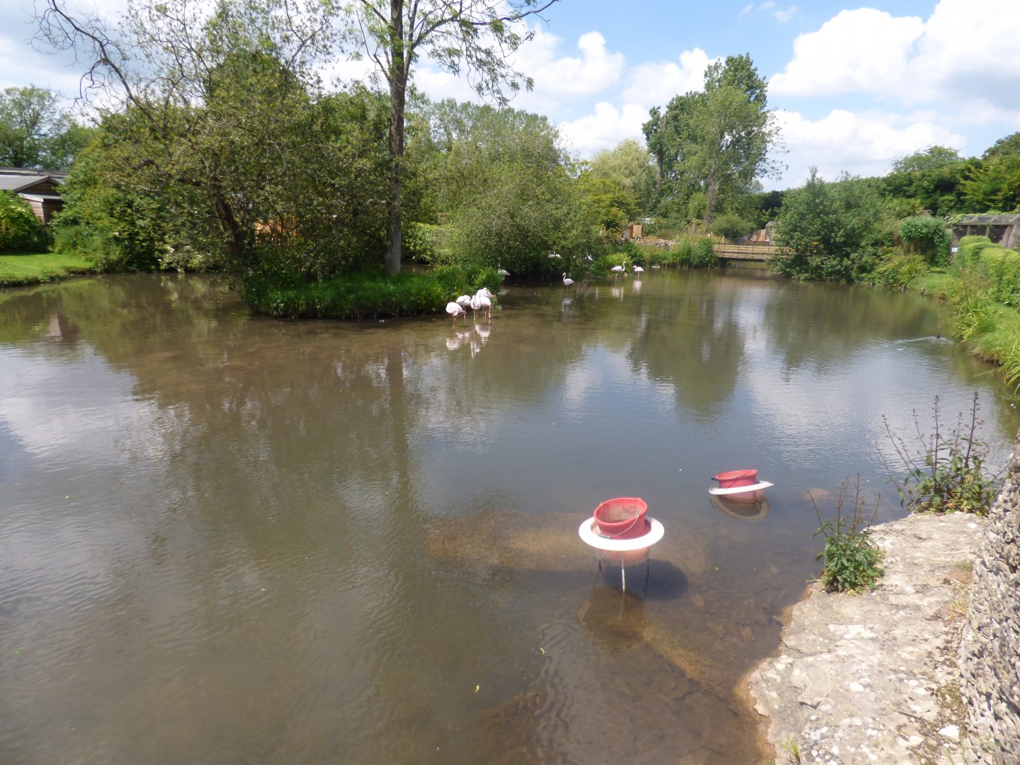 Greater Flamingo Pool